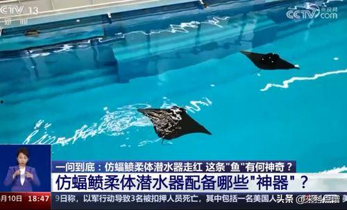 海洋最新爆料消息,最新海洋爆料揭示未知生物奇观